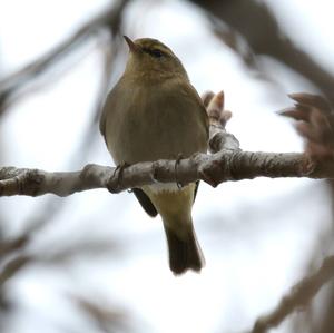 Common Chiffchaff