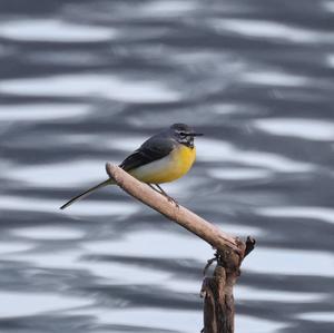 Grey Wagtail