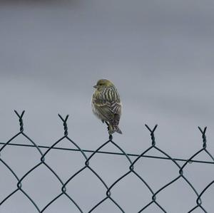 European Serin