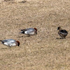 Eurasian Wigeon