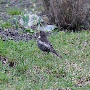 Ring Ouzel