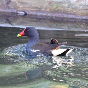 Common Moorhen