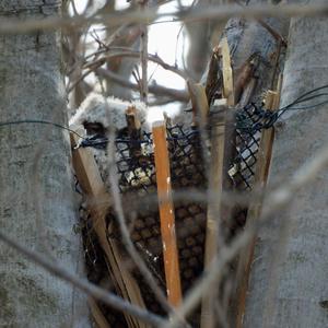 Great Horned Owl