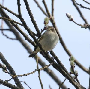 Common Chiffchaff