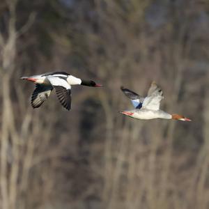 Common Merganser