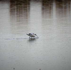 Pied Avocet