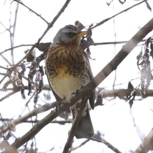 Fieldfare