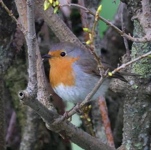 European Robin