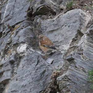 Eurasian Linnet