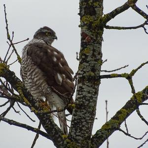 Eurasian Sparrowhawk