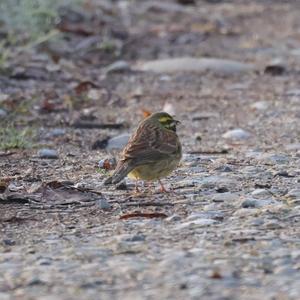 Cirl Bunting