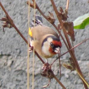 European Goldfinch