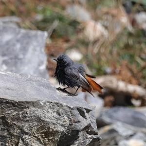 Black Redstart