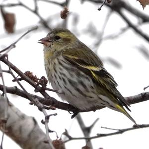 Eurasian Siskin