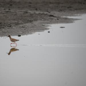 Common Redshank