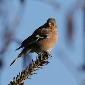 Eurasian Chaffinch