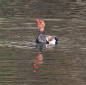 Red-crested Pochard