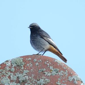 Black Redstart