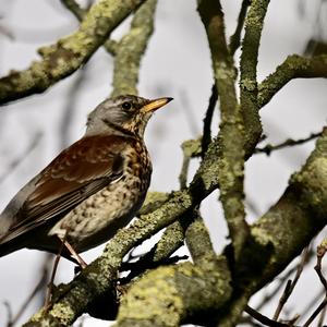 Fieldfare