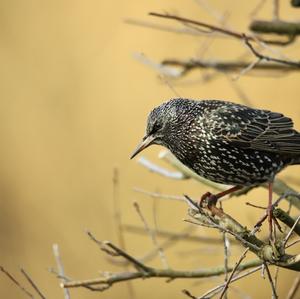 Common Starling