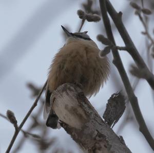 Wood Nuthatch