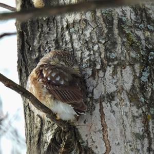 Northern Saw-whet Owl