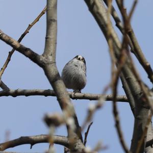 Long-tailed Tit