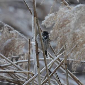 Reed Bunting