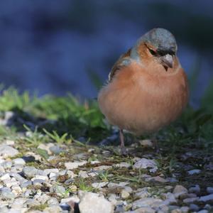 Eurasian Chaffinch