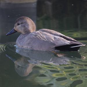 Gadwall