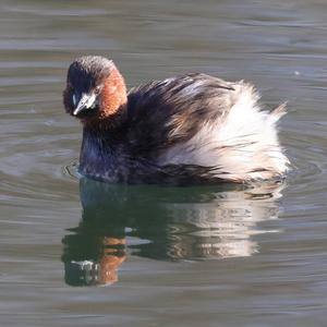 Little Grebe