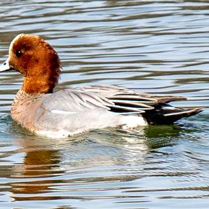 Eurasian Wigeon