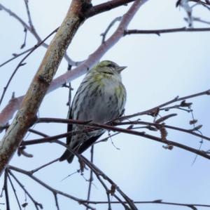 Eurasian Siskin