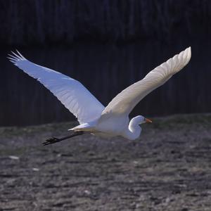 Great Egret