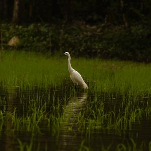 Little Egret