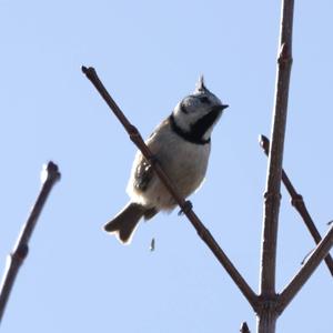 Crested Tit