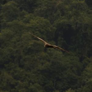 Black Kite