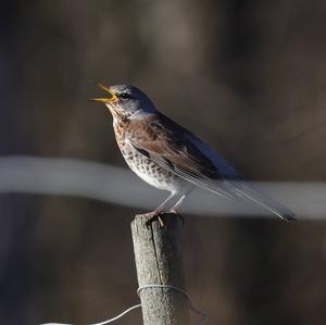 Fieldfare