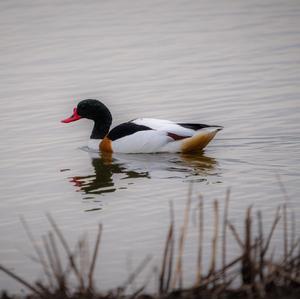 Common Shelduck