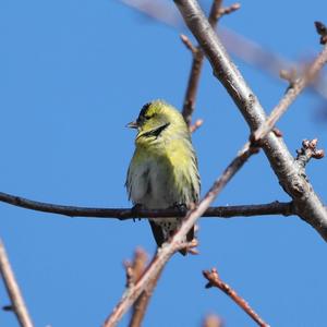 Eurasian Siskin