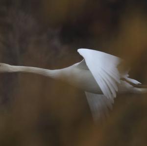 Mute Swan