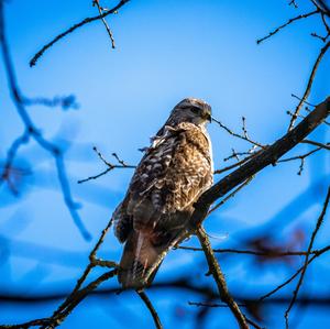 Mäusebussard