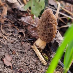 Black Morel