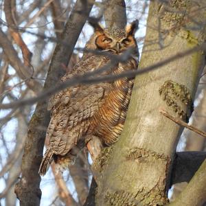 Great Horned Owl