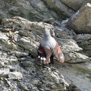 Wallcreeper