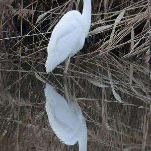 Great Egret