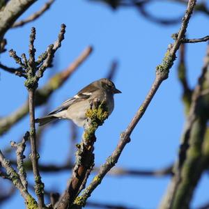 Eurasian Chaffinch