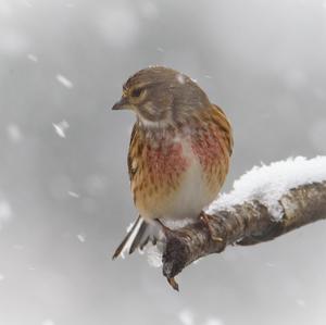 Eurasian Linnet