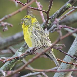 European Serin