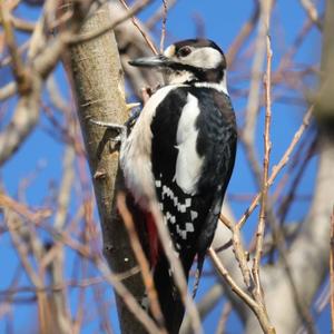 Great Spotted Woodpecker